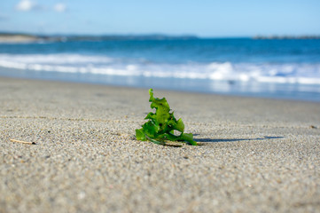 砂浜の海藻