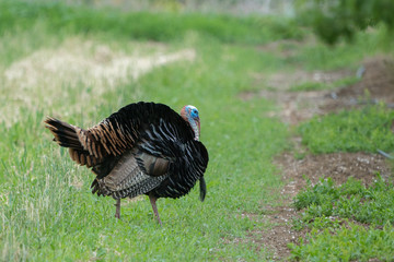 Wild male turkeys strutting in an orchard