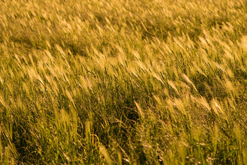 Beautiful agriculture field of winter wheat during sunset
