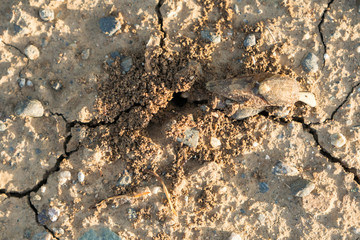 ant hill in cracked dry earth