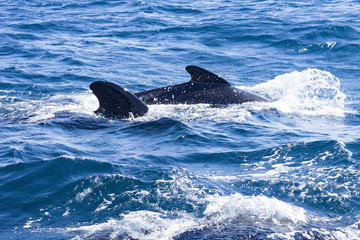ALETAS DE ORCAS EN EL ESTRECHO