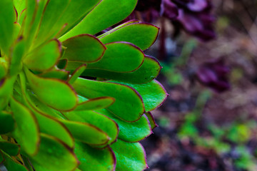Bright green leaf edged in deep magenta with sharp points closeup of succulent, background texture