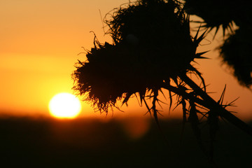 Cardo al atardecer