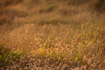 Late evening sunset Summer rays of sun light up sand dunes and grass in beach landscape