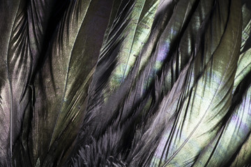 Colorful and iridescent black bird feathers.  I used special lighting to bring out the silky...