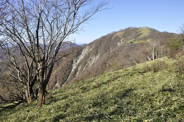 Obraz premium 丹沢山の笹原から不動ノ峰