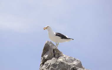 Seagull resting on the tip of a cliff.