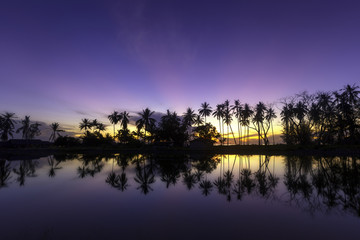 Fototapeta na wymiar coconut tree at sunrise