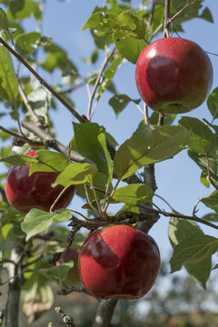 Apfelbaum