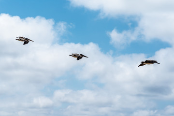 Three pelicans fly in formation across cloudy blue sky.