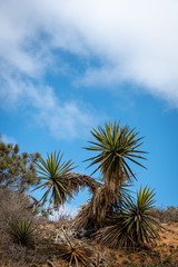 Yucca plant on hillside with cloudy blue sky in the background.
