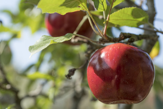 Apfelbaum