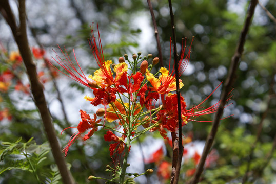 Clavellina Tree Flower in Close-up