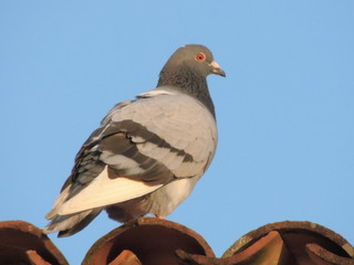 Pombo em telhado com céu azul