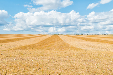 Big yellow field after harvesting. Mowed wheat fields under beautiful blue sky and clouds at summer sunny day. Converging lines on a stubble wheat field. Copy space.