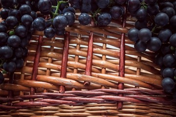 Grapes collection, home winemaking.