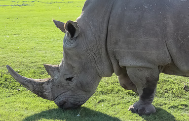 Obraz premium Tight shot of a Rhino face