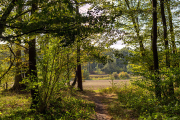 Autumn in the forest