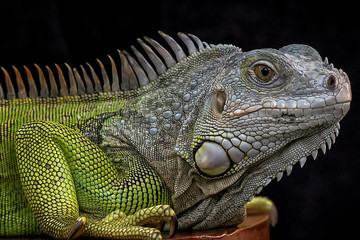 Exotic Common Iguana - Reptile Photo Collection - obrazy, fototapety, plakaty