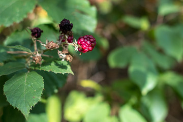la framboise | the raspberry
