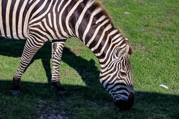 Fototapeta na wymiar A zebra on a grassy savannah.