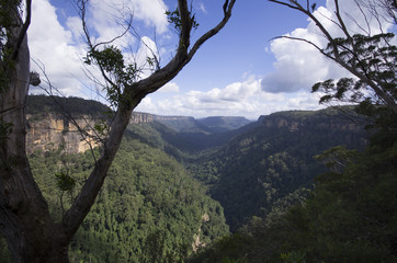 Fototapeta premium Blue Mountains en Australie