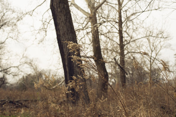 Three bare oak trees lean into the wind behind a tangle of dry goldenrod in the winter