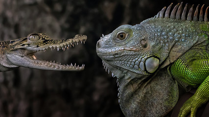 Baby Crocodile and Iguana - Reptile Photo Collection