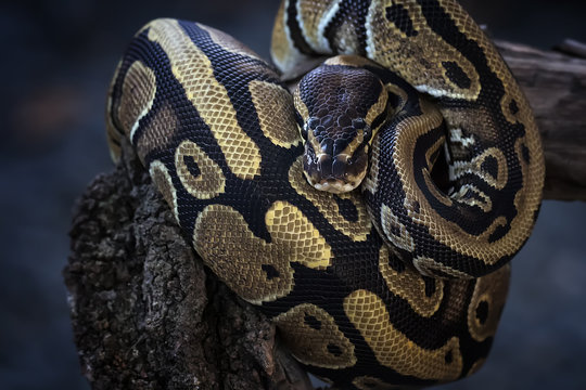 Cute Ball Phyton - Reptile Photo Collection