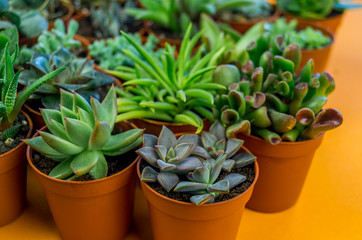 Plant on orange.Tropical Greens minimal art design