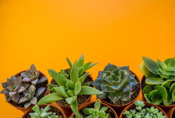 Plant on orange.Tropical Greens minimal art design