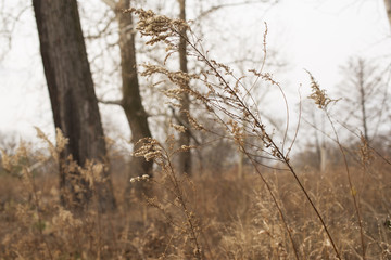 Three bare oak trees lean into the wind behind a tangle of dry goldenrod in the winter