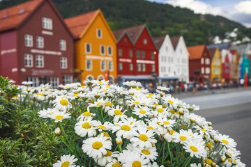 Multicolored flowers growing at the Bryggen - Hanseatic wharf in Bergen, Norway.