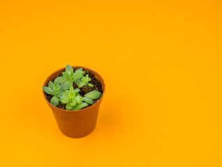Plant on orange.Tropical Greens minimal art design