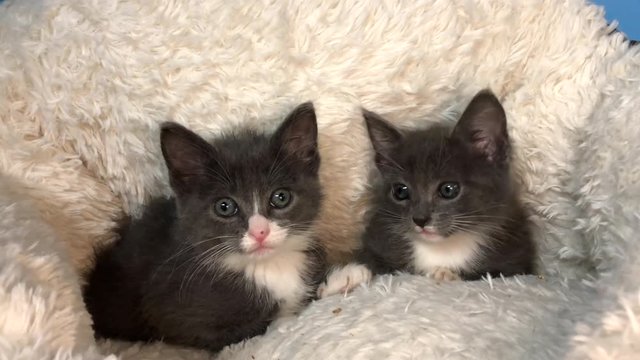 4K HD video of Two adorable fluffy grey and white kittens laying in a sheepskin bed looking around nervously