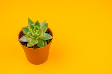 Fototapeta premium Plant on orange.Tropical Greens minimal art design