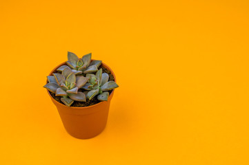 Plant on orange.Tropical Greens minimal art design