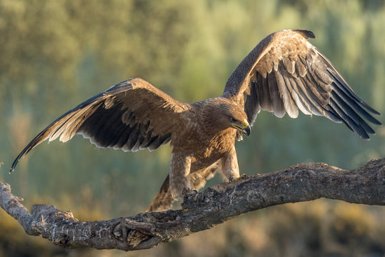 spanish imperial eagle