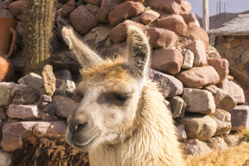 Llama (Lama glama) in Purmamarca, Jujuy, Argentina