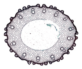 oryza sativa stem - cross section cut under the microscope – microscopic view of plant cells for...