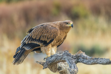 spanish imperial eagle