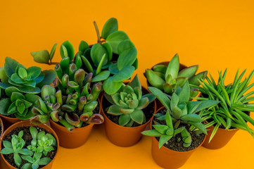 Plant on orange.Tropical Greens minimal art design