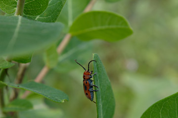 Red Spotted Milkweed Longhorn Beetle Crawling Up the Edge of a Green Leaf