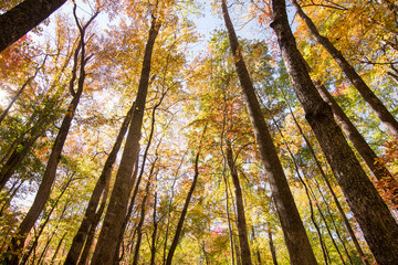 tall trees in autumn with sun back lighting