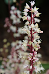 Close Up of Dainty White Heuchera Coral Bell Flower Blossoms with Deep Red Leaves and Fading Focus