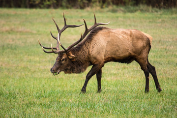 Naklejka na ściany i meble elk in Smoky Mountains