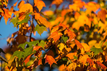 autumn leaves on a tree