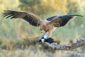 spanish imperial eagle