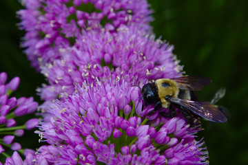 Fuzzy Yellow and Black Bumblebee with Specks of Pollen on Back Visiting Purple Ornamental Onion Allium Blossom