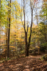 autumn in the Smoky Mountains forest